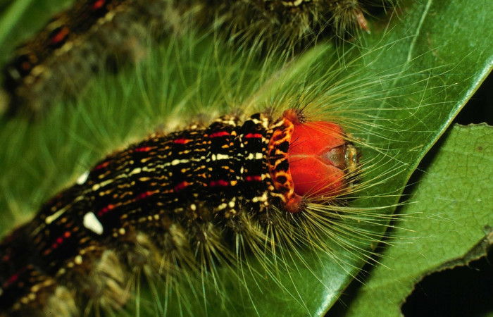 Figura 4. Larva <i>Euglyphis deusta</i> (Lasiocampidae), posición cabeza, en la hoja de la planta <i>Nectandra salicifolia</i> (Lauraceae). 96-SRNP-379-DHJ27290.jpg.