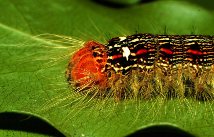 Figura 6. Larva <i>Euglyphis deusta</i> (Lasiocampidae), posición cabeza, en la hoja de la planta <i>Ocotea veraguensis</i> (Lauraceae). 97-SRNP-1015.19-DHJ40723.jpg.
