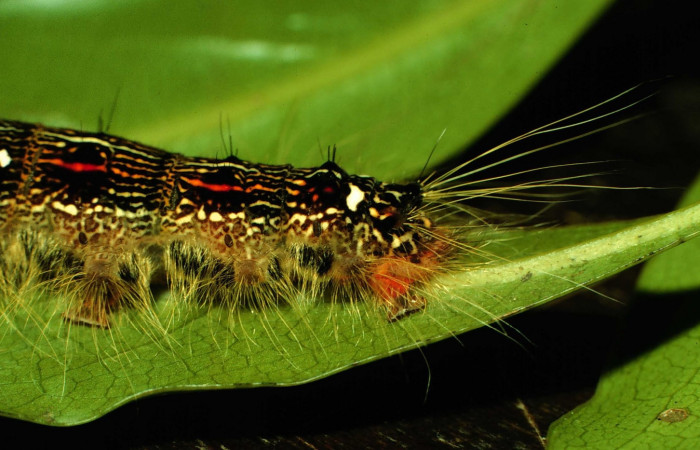 Figura 7. Larva <i>Euglyphis deusta</i> (Lasiocampidae), posición cola, en la hoja de la planta <i>Ocotea veraguensis</i> (Lauraceae). 97-SRNP-1015.19-DHJ40724.jpg.