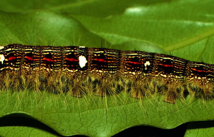 Figura 8. Larva <i>Euglyphis deusta</i> (Lasiocampidae), posición lateral, en la hoja de la planta <i>Ocotea veraguensis</i> (Lauraceae). 97-SRNP-1015.19-DHJ40728.jpg.