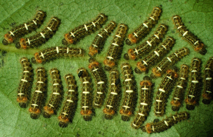 Figura 2. Larva <i>Euglyphis deusta</i> (Lasiocampidae), posición grupal, en la hoja de la planta <i>Ocotea veraguensis</i> (Lauraceae). 98-SRNP-2216-DHJ44221.jpg.