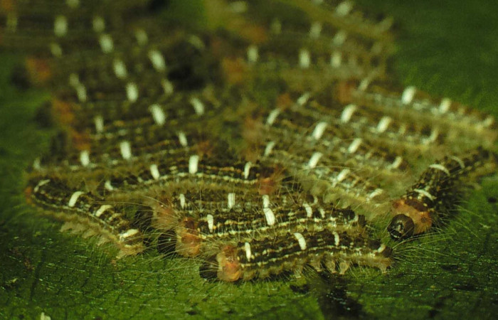 Figura 3. Larva <i>Euglyphis deusta</i> (Lasiocampidae), posición lateral entero del grupo, en la hoja de la planta <i>Ocotea veraguensis</i> (Lauraceae). 98-SRNP-2216- DHJ44222.jpg.