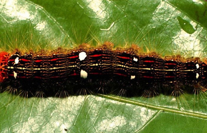 Figura 9. Larva <i>Euglyphis deusta</i> (Lasiocampidae), posición dorsal, en la hoja de la planta <i>Ocotea cernua</i> (Lauraceae). 99-SRNP-13398-DHJ52067.jpg.