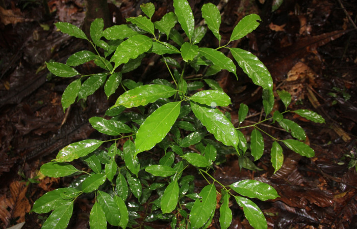 Figura 18. Planta hospedera de <i>Euglyphis deusta</i> (Lasiocampidae), planta <i>Ocotea cernua</i> (Lauraceae), posición hojas. Foto Angel Hernandez.
