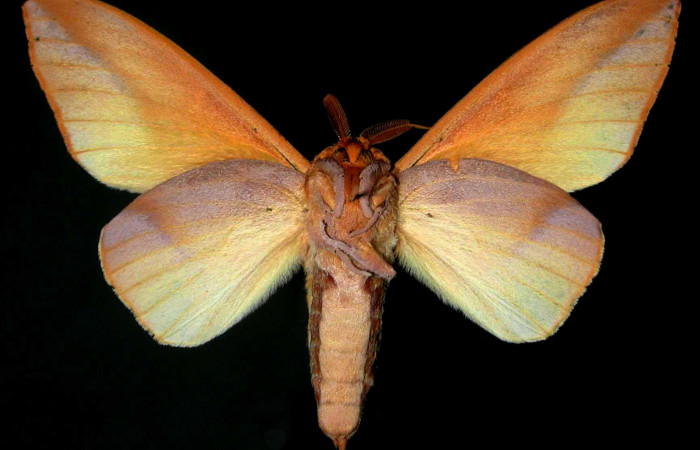 Fig.4 Adulto macho <i>Othorene bernardoespinozai</i>, mostrando la parte ventral.Voucher: 96-SRNP-4701.9-DHJ31290.jpg