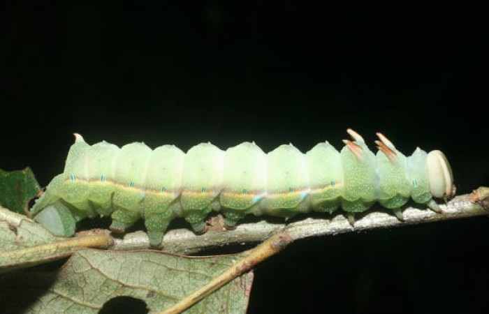 Fig.5 Larva <i>Othorene bernardoespinozai</i>, mostrando la parte lateral entero.Voucher: 09-SRNP-14010-DHJ456319.jpg
