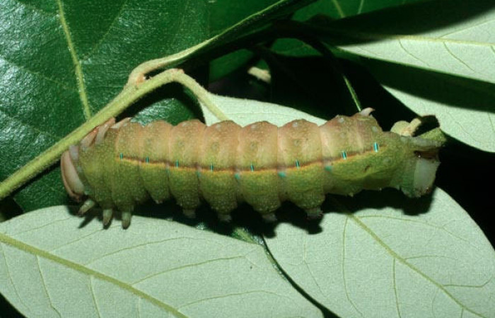 Fig.8 Prepupa <i>Othorene bernardoespinozai</i>, mostrando la parte lateral entero. en hoja <i>Quercus oleoides</i> familia Fagaceae. Voucher: 09-SRNP-14010-DHJ456297.jpg
