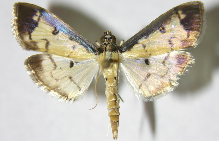 Figura 1. Adulto de <i>Eulepte</i> Janzen03 (macho), vista dorsal. (06-SRNP-41820-DHJ349638).