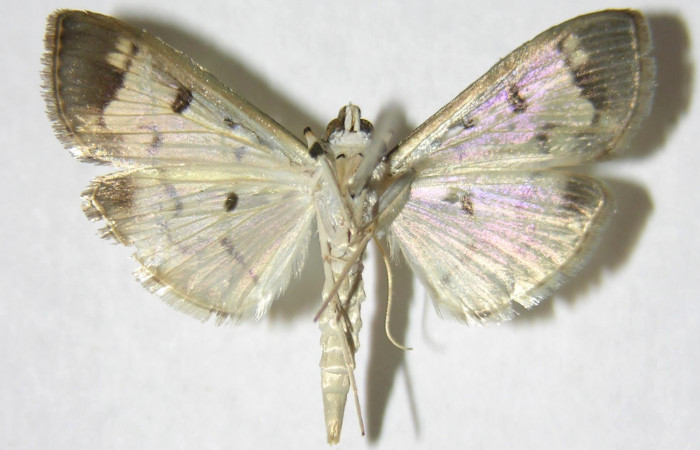 Figura 2. Adulto de <i>Eulepte</i> Janzen03 (macho), vista ventral. (06-SRNP-41820-DHJ349639).