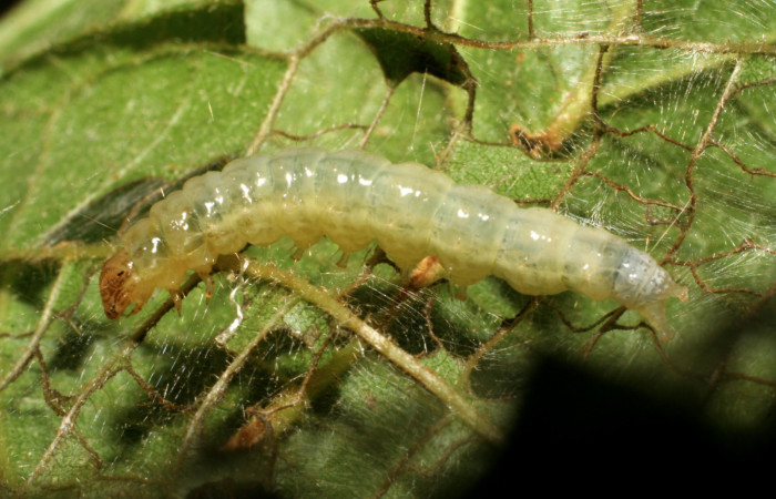 Figura 7. Larva <i>Eulepte</i> Janzen03, Crambidae,  vista lateral cabeza. (06-SRNP-41820-DHJ414469).