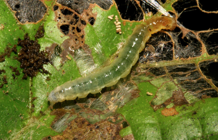 Figura 8. Larva <i>Eulepte</i> Janzen03, Crambidae, vista dorsal. (09-SRNP-279-DHJ450246).