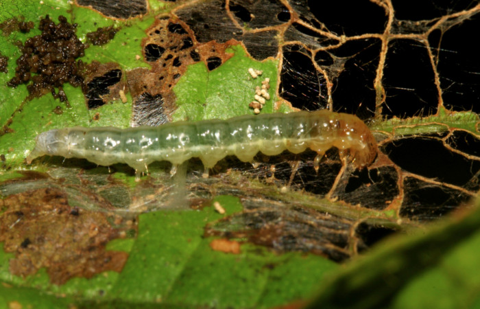Figura 6. Larva <i>Eulepte</i> Janzen03, Crambidae,  vista dorsal. (09-SRNP-279-DHJ450247).