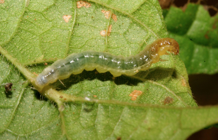 Figura 9. Larva <i>Eulepte</i> Janzen03, Crambidae,  vista dorsal. (09-SRNP-279-DHJ450253).
