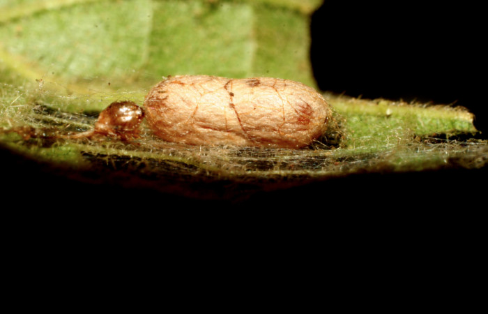 Figura 11.  Pupario de Ichneumonidae que atacan larva de <i>Eulepte</i> Janzen03. (09-SRNP-30343-DHJ458074).