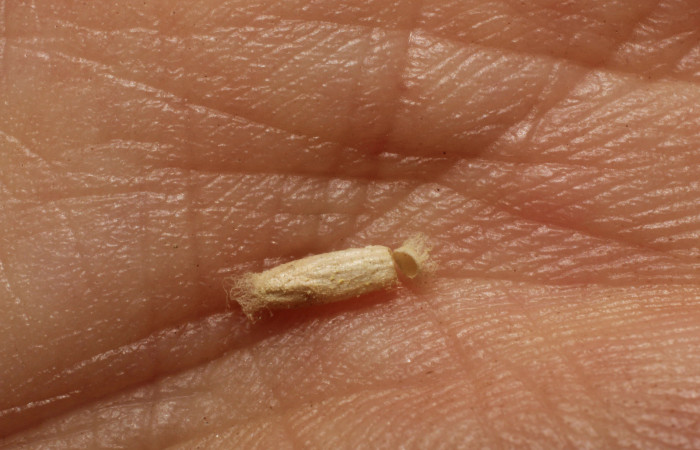 Figura 10. Capullo de la familia Braconiidae, <i>Apanteles rosibelelizondoae</i> que atacan larva de <i>Eulepte</i>  Janzen03. (12-SRNP-1364-DHJ800994).