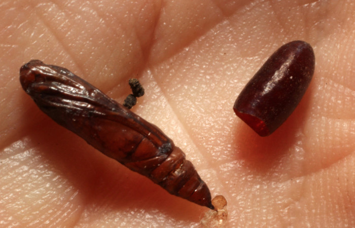 Figura 12. Pupario de Tachinidae, parásito en  <i>Eulepte</i> Janzen03, <i>Chrysoexorista</i>  Wood01DHJ02; y restos de pupa. (12-SRNP-72620-DHJ804346).