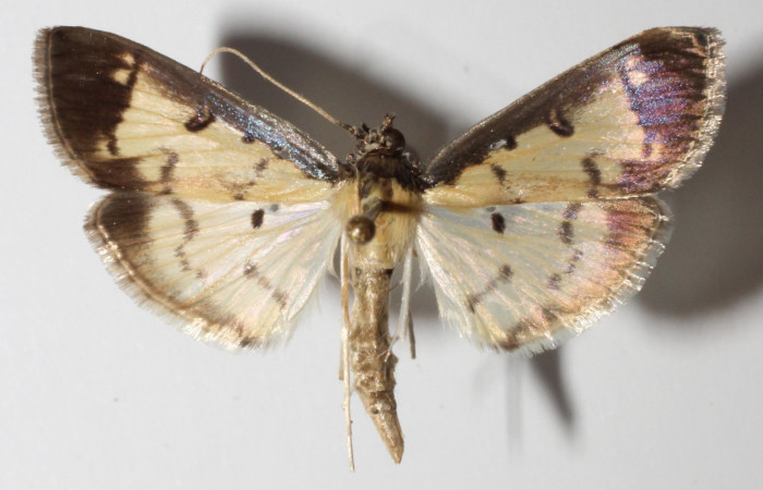 Figura 3. Adulto de <i>Eulepte</i> Janzen03, (hembra), vista dorsal. (14-SRNP-3200-  DHJ901530).