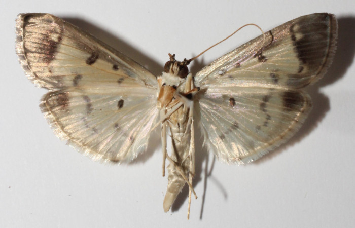 Figura 4. Adulto de <i>Eulepte</i> Janzen03,(hembra), vista ventral. (14-SRNP-3200-  DHJ901531).