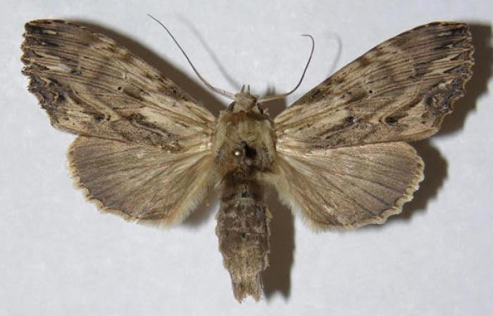 Fig 1. Hembra de <i>Xylodonta terrena</i>. Vista dorsal, de 51mm de longitud.  Voucher: 04-SRNP-48310-DHJ310182.jpg. 