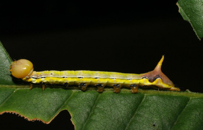 Fig.12. Larva de <i>Xylodonta patrickgoodwilliei</i>. Voucher: Vista lateral, de 37mm de longitud. Voucher: 06-SRNP-40459-DHJ414032.jpg. 
