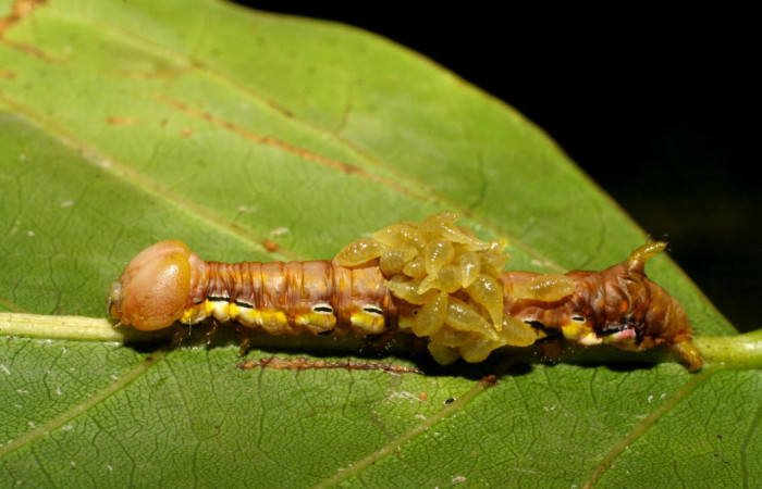 Fig.15. Mostrando larva de <i>Xylodonta guarana</i>, con larvitas parásito de la familia Eulophidae. Voucher: 07-SRNP-58948-DHJ428967.jpg. 