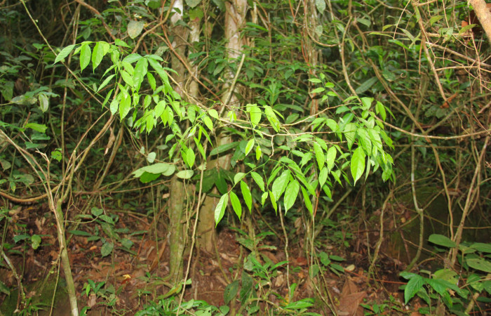 Fig.18. Brotes de <i>Pterocarpus officinalis</i> (Fabaceae) planta hospedera de <i>Xylodonta terrena</i>. Foto, Manuel Rios, Marzo 2021.