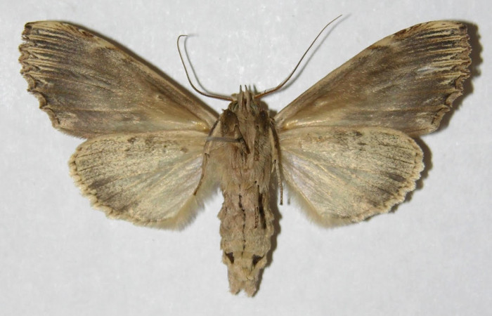 Fig 3. Hembra de <i>Xylodonta terrena</i>. Vista ventral, de 51mm de longitud. Voucher: 04-SRNP-48310-DHJ310183.jpg, 52mm de longitud.