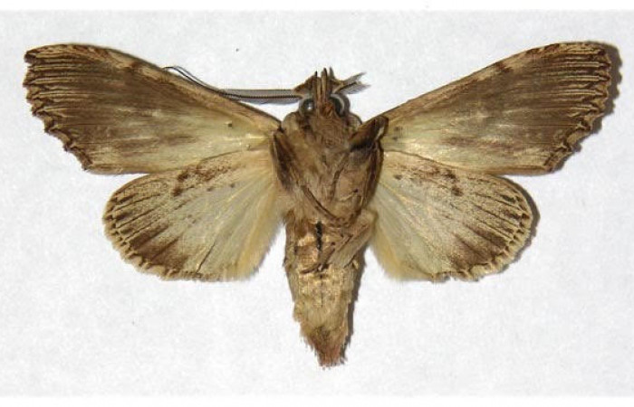 Fig 4. Macho de <i>Xylodonta terrena</i>. Vista ventral, de 47mm de longitud.. Voucher: 97-SRNP-764-DHJ322331.jpg