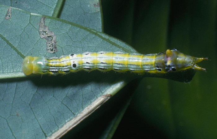 Fig.8. Larva de <i>Xylodonta terrena</i>. Vista lateral, de 27mm de longitud.
 Voucher: 04-SRNP-2238-DHJ84155.jpg. 