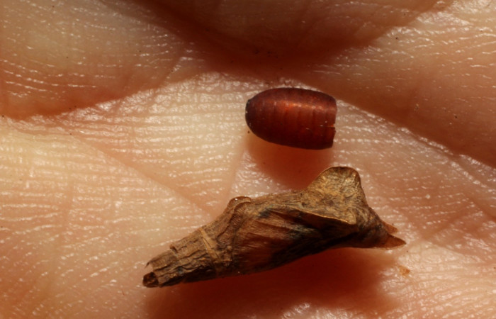 Fig. 7 Restos de pupario parasito de (Tachinidae) salió de larva <i>Inbio hilara</i> (Nymphalidae). Ingas, Sector Pitilla, 580m.11-SRNP-33586-DHJ803999.