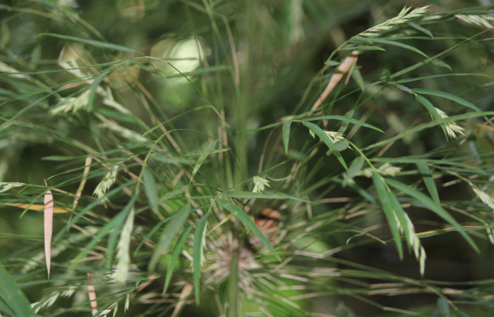 Fig. 8 Planta <i>Rhipidocladum racemiflorum</i> (Poaceae) hospedera de larva <i>Inbio hilara</i> (Nymphalidae), Los Almendros, Sector El Hacha, 290m.