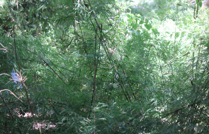 Fig. 9 Planta <i>Rhipidocladum racemiflorum</i> (Poaceae) hospedera de larva <i>Inbio hilara</i> (Nymphalidae), Los Almendros, Sector El Hacha, 290m.