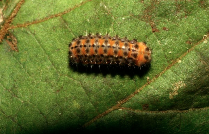 Figura 20. Larva <i>Acoloithus</i> Janzen20 (Zygaenidae), último estadío (U) vista dorsal, localidad Pasmompa, Sector Pitilla ACG (440m). Voucher: 08-SRNP-32258-DHJ445942.jpg.