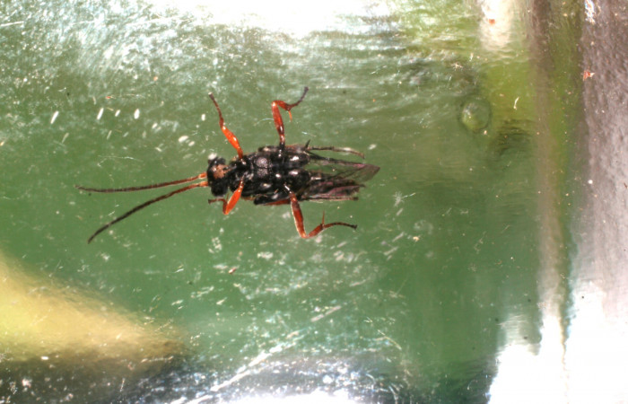 Figura 15. Adulto de parásito <i>Microcharops</i> Janzen29 (Ichneumonidae) que ataca a <i>Pampa</i> Janzen04 (Zygaenidae), localidad Pasmompa, Sector Pitilla ACG (440m). Voucher: 08-SRNP-32400-DHJ446045.jpg.
