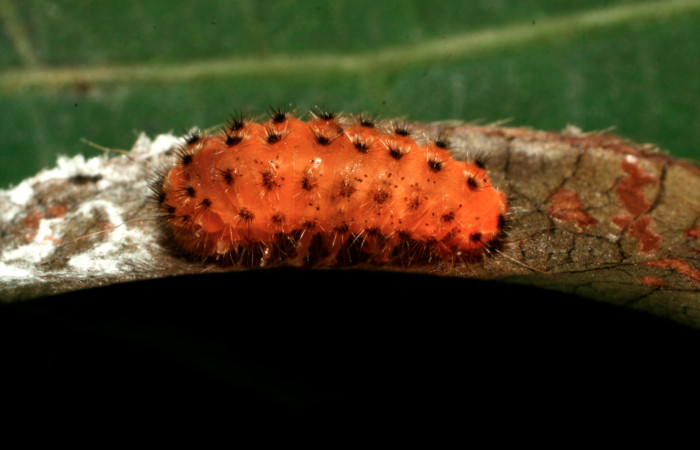 Figura 5. Larva <i>Pampa</i> Janzen04 (Zygaenidae), en estado de prepupa vista dorsal, localidad Pasmompa, Sector Pitilla ACG (440m). Voucher: 08-SRNP-32404-DHJ446050.jpg.