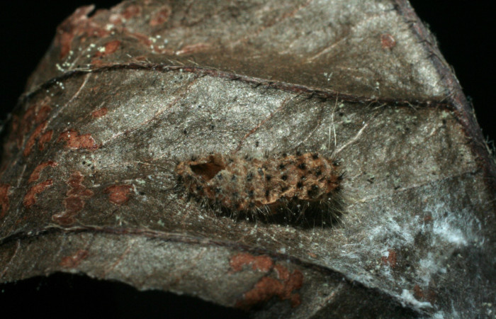 Figura 13. Restos de larva <i>Pampa</i> Janzen04 (Zygaenidae), atacada por parásito <i>Triraphis</i> Janzen13 (Braconidae) localidad Pasmompa, Sector Pitilla ACG (440m). Voucher: 08-SRNP-32404-DHJ462429.jpg.