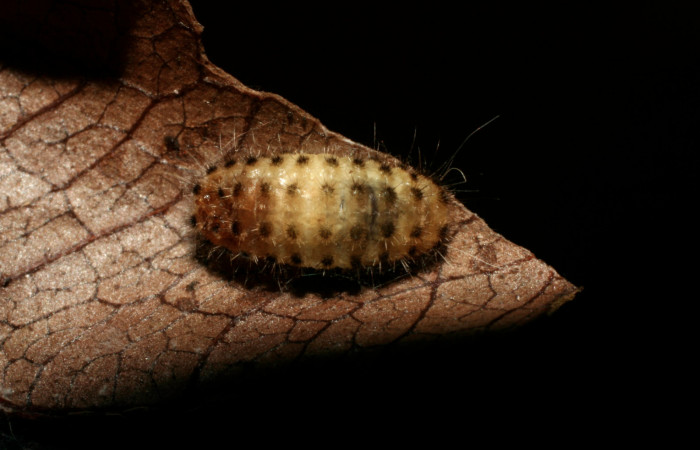 Figura 14. Momia de larva <i>Pampa</i> Janzen04 (Zygaenidae), atacada por parásito <i>Microcharops</i> Janzen29 (Ichneumonidae) localidad Pasmompa, Sector Pitilla ACG (440m). Voucher: 08-SRNP-32405-DHJ446055.jpg.