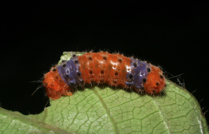 Figura 4. Larva <i>Pampa</i> Janzen04 (Zygaenidae), último estadío (U) vista dorsal, localidad Colocho, Sector Pitilla ACG (375m). Voucher: 08-SRNP-32481-DHJ446120.jpg.