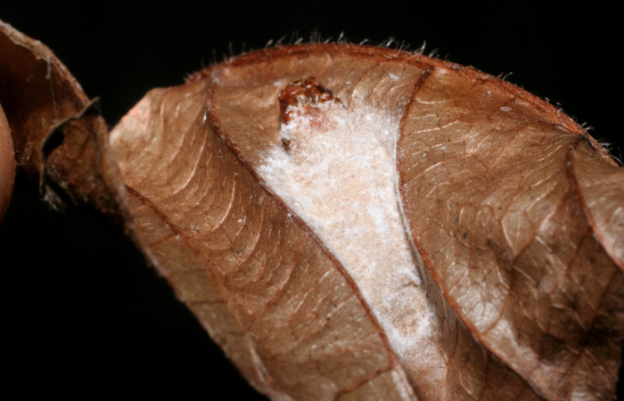 Figura 7. Pupa de <i>Pampa</i> Janzen04 (Zygaenidae), vista dorsal, localidad Colocho, Sector Pitilla ACG (375m). Voucher: 08-SRNP-32481-DHJ452333.jpg.