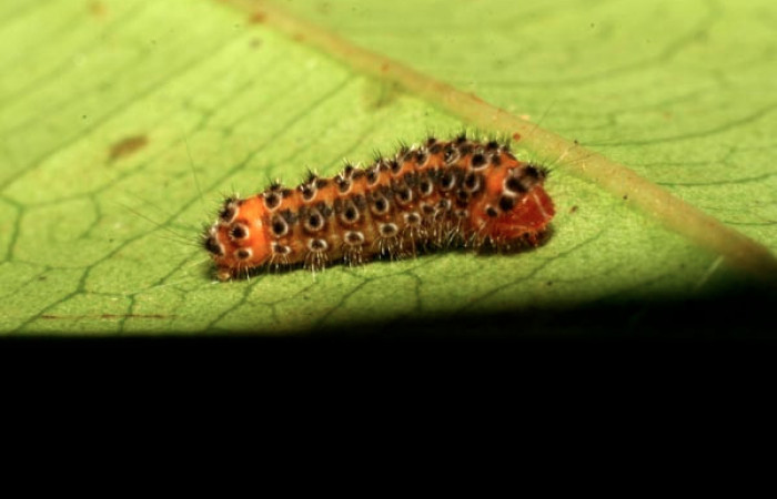 Figura 21. Larva zygjanzen01 Janzen23 (Zygaenidae), último  estadío (U) vista lateral, localidad Estación Biológica Pitilla, Sector Pitilla ACG (675m). Voucher: 08-SRNP-32865-DHJ449205.jpg.
