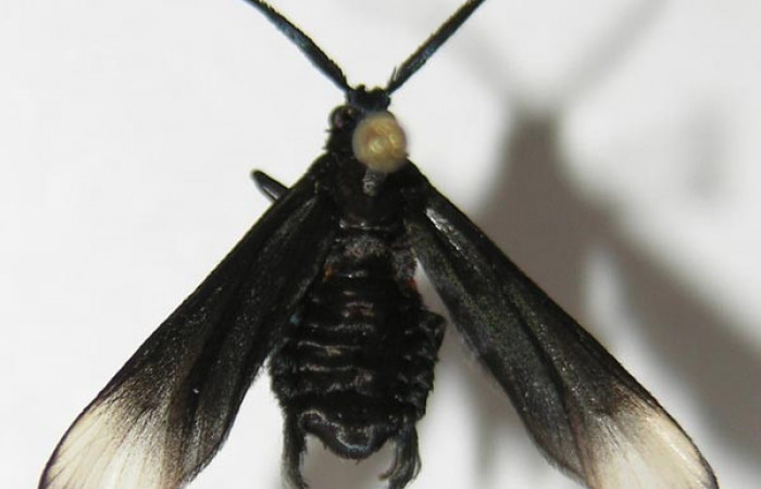 Figura 1. Adulto de <i>Pampa</i> Janzen04 (Zygaenidae), vista dorsal, localidad Estación Biológica Llanura, Sector Rincón Rain Forest ACG (135m). Voucher: 09-SRNP-44870-DHJ523034.jpg.