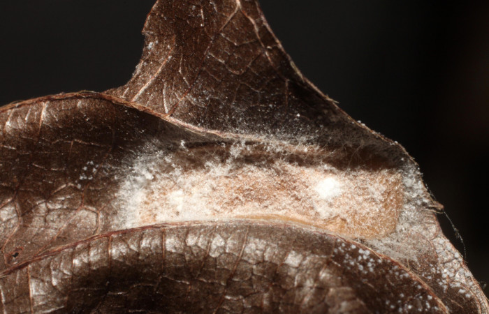 Figura 6. Capullo de <i>Pampa</i> Janzen04 (Zygaenidae), vista dorsal, localidad Estación Biológica Llanura, Sector Rincón Rain Forest ACG (135m). Voucher: 09-SRNP-44879-DHJ476553.jpg.