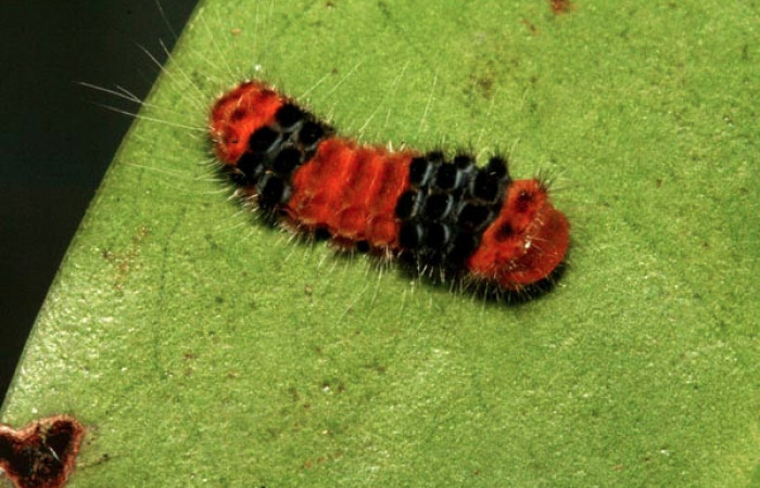 Figura 23. Larva zygJanzen01 Janzen21 (Zygaenidae), último estadío (U) vista dorsal, localidad Puente Palma, Sector San Cristóbal ACG (460m). Voucher: 11-SRNP-2501-DHJ493616.jpg.