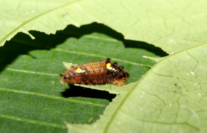 Figura 16. Larva <i>Pampa</i> Janzen03 (Zygaenidae), penúltimo estadío (PU) vista lateral, localidad Leonel Estación Biológica Quica, Sector Pitilla ACG (510m). Voucher: 12-SRNP-70300-DHJ494986.jpg.