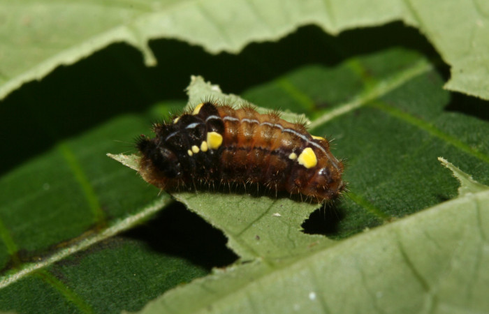 Figura 17. Larva <i>Pampa</i> Janzen03 (Zygaenidae), penúltimo estadío (PU) vista dorsal, localidad Leonel Estación Biológica Quica, Sector Pitilla ACG (510m). Voucher: 12-SRNP-70300-DHJ494990.jpg.
