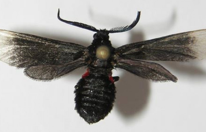 Figura 8. Adulto de <i>Pampa</i> Janzen04 (Zygaenidae), vista dorsal, localidad Flecha, Sector Rincón Rain Forest ACG (491m). Voucher: 12-SRNP-81187-DHJ579684.jpg.