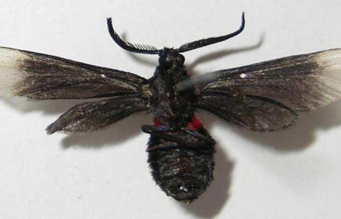 Figura 9. Adulto de <i>Pampa</i> Janzen04 (Zygaenidae), vista ventral, localidad Flecha, Sector Rincón Rain Forest ACG (491m). Voucher: 12-SRNP-81187-DHJ579685.jpg.