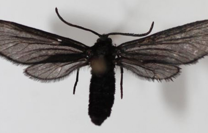 Figura 18. Adulto de <i>Pampa</i> Janzen03 (Zygaenidae), vista dorsal, localidad Sendero Memos, Sector Pitilla ACG (740m). Voucher: 13-SRNP-31716-DHJ590224.jpg.