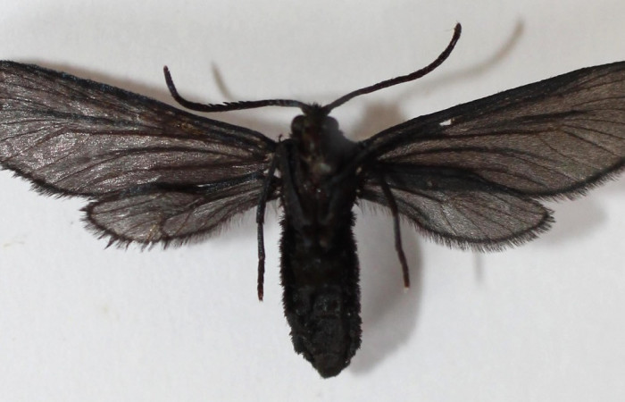 Figura 19. Adulto de <i>Pampa</i> Janzen04 (Zygaenidae), vista ventral, localidad Sendero Memos, Sector Pitilla ACG (740m). Voucher: 13-SRNP-31716-DHJ590225.jpg.