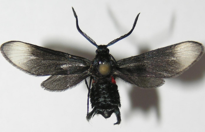 Figura 10. Adulto de <i>Pampa</i> Janzen04 (Zygaenidae), vista dorsal, localidad Camino Río Negro, Sector Rincón Rain Forest ACG (373m). Voucher: 13-SRNP-43210-DHJ573226.jpg.